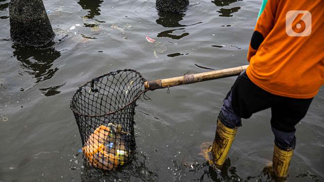 Teluk Angke dan Ancol Tercemar Paracetamol