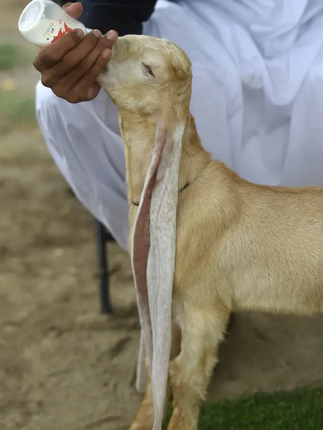 Simba Si Kambing Punya Telinga Panjang