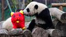 Seekor panda bermain dengan boneka babi di kandangnya menjelang  Tahun Baru Imlek,di provinsi Sichuan, China, 31 Januari 2019. Sebelas anak panda yang lahir tahun 2018 diperlihatkan kepada publik untuk menyambut Imlek pada 5 Februari. (STR/AFP)