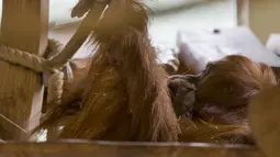 Bayi orangutan berada di pelukan induknya Putri, di kandang mereka di Kebun Binatang Amneville di Amneville, Prancis timur pada 28 Januari 2022. Sang induk, Putri, melahirkan enam tahun lalu setelah bayi terakhirnya, Tupai, lahir. (JEAN-CHRISTOPHE VERHAEGEN / AFP)