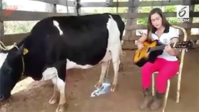 Seekor sapi perah mengeluarkan susu ketika mendengarkan suara gitar.