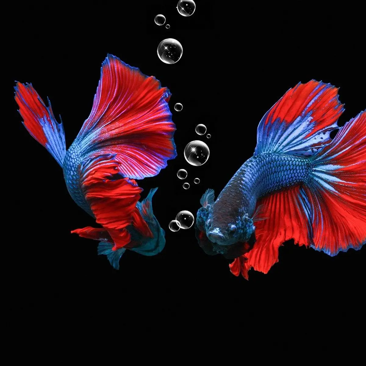 Arti Mimpi Ikan Cupang, Pertanda Baik dan Buruk - Ragam Bola.com