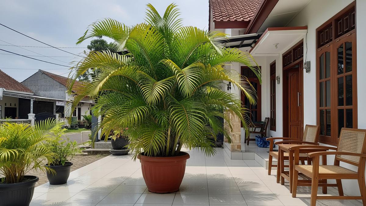 12 Jenis Tanaman Depan Rumah Tropis yang Bikin Halaman Lebih Teduh dan Rumah Tidak Gerah