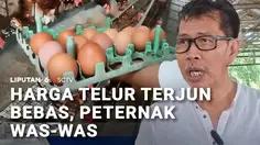 Harga Telur Terjun Bebas, Peternak Was-Was