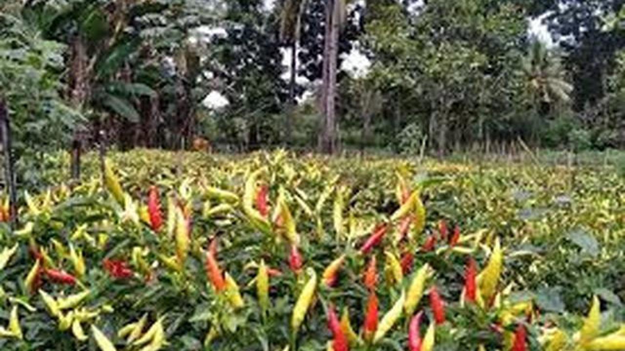 7 Cara Membasmi Kutu Daun Pada Tanaman Cabai Supaya Panen Maksimal