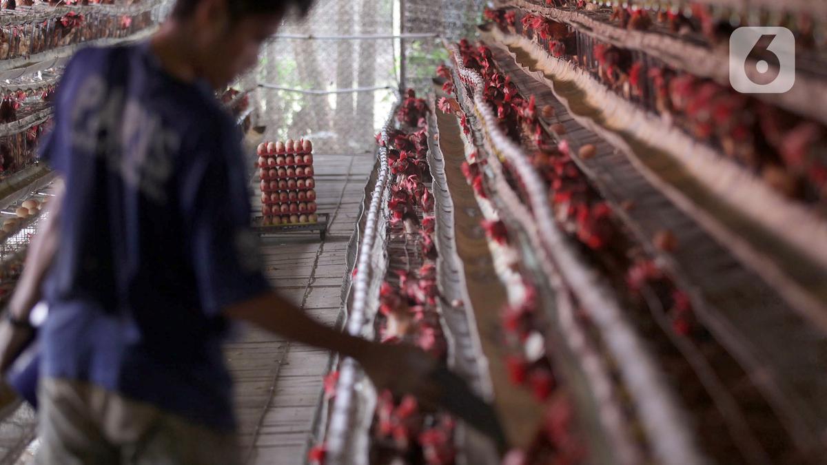 Cara Membuat Pakan Ayam Kampung dari Limbah Organik, Hemat Biaya 50%
