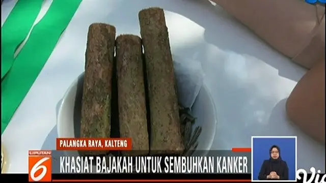 Bajakah yang diklaim mampu menyembuhkan kanker (Tangkapan Layar Vidio.com/SCTV))