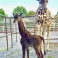 David Bright, salah satu pemilik kebun binatang, mengatakan hewan tersebut langk. Jerapah yang lahir pada 31 Juli saat ini sudah memiliki tinggi 183 centimeter. (Tony Bright/Brights Zoo via AP)