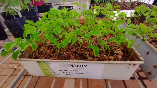 Trembesi