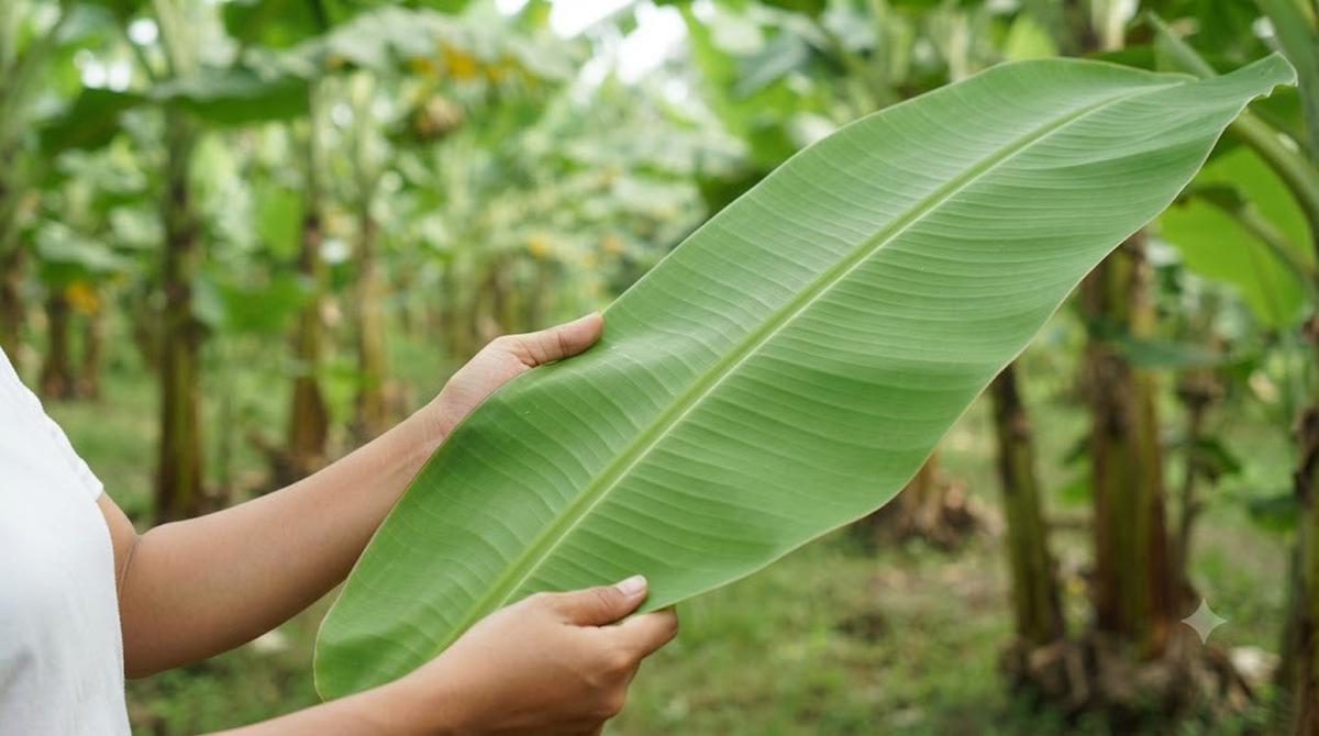 Cara Membekukan Daun Pisang agar Tidak Mudah Sobek