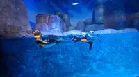 Menyapa Penguin Humboldt di BXSea Bintaro, Opsi Habiskan Libur Akhir Pekan