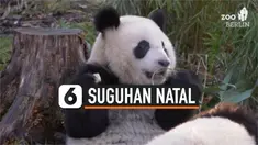 THUMBNAIL panda