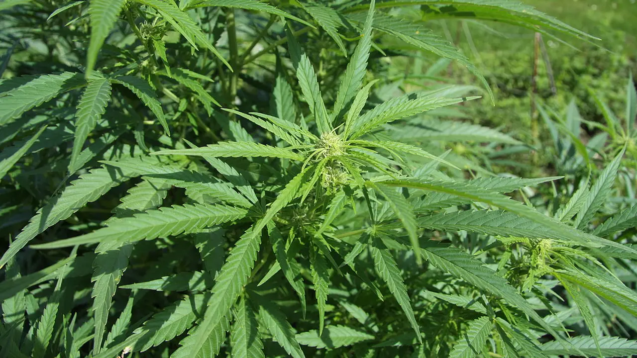 [Bintang] Alasan Pria Ini Menanam Ganja di Rumahnya Bikin Netizen Terenyuh