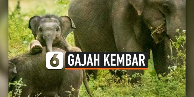 VIDEO: Langka, Bayi Gajah Kembar Ditemukan di Sri Lanka