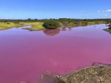 Foto yang diambil pada 8 November 2023 ini disediakan oleh Leslie Diamond menunjukkan telaga di Suaka Margasatwa Nasional Kealia Pond di Maui, Hawaii, berubah warna menjadi merah muda pada 30 Oktober 2023. (Leslie Diamond via AP)