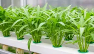 6 Cara Menanam Kangkung Hidroponik untuk Pemula di Rumah