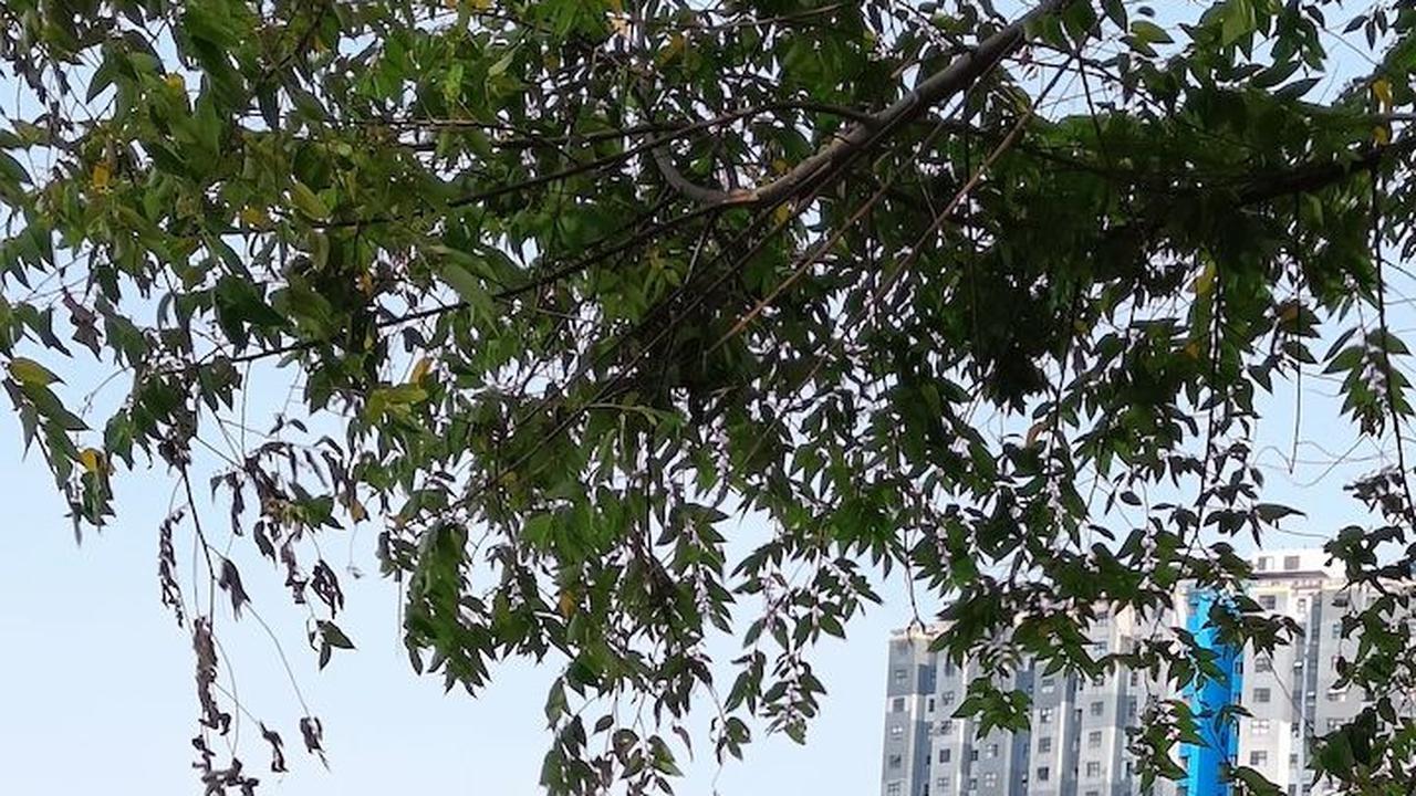Eceng Gondok Menggunung di Waduk Pluit