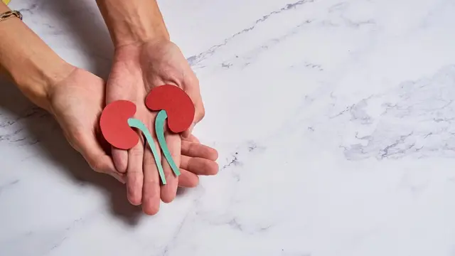 Ilustrasi ginjal/freepik.com