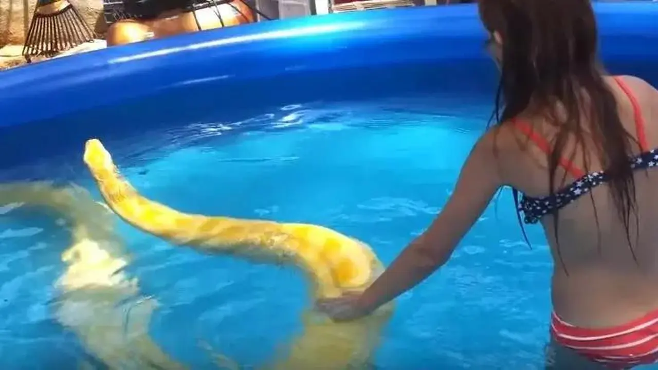 Gadis Remaja Berenang dengan Piton Raksasa, Apa yang Terjadi?