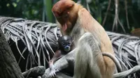  Bekantan mempunyai wajah khas berwarna biru ketika masih bayi (Foto: Wildlife Reserves Singapore)
