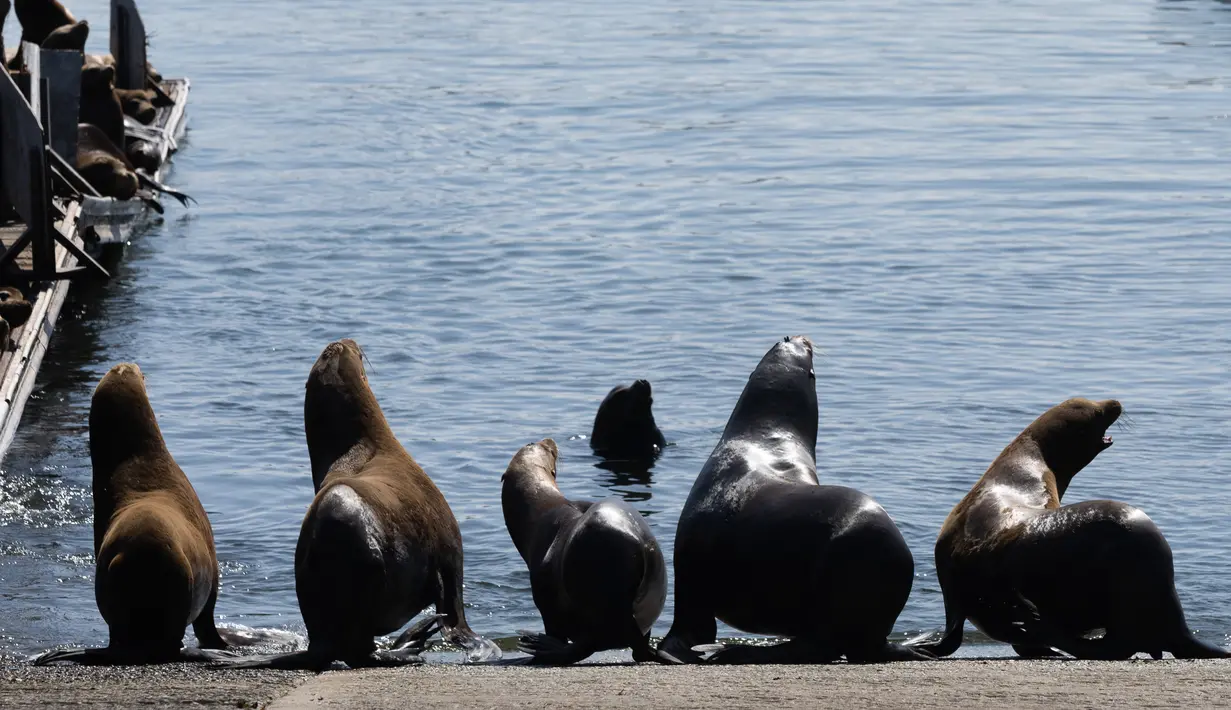 Lisa Uttal, ahli biologi kelautan di Cagar Alam Laut Nasional Teluk Monterey, mengatakan tidak jelas secara pasti mengapa singa laut memilih Pantai San Carlos.(Benjamin Fanjoy/Getty Images/AFP)