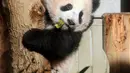 Panda Xiang Xiang berada di batang pohon sambil memakan bambu di kandangnya di Kebun Binatang Ueno di Tokyo, Jepang (18/12). Xiang Xiang yang lahir 6 bulan yang lalu di Jepang mulai diperlihatkan pada tanggal 18 Desember 2017. (AFP Photo/Yoshikazu Tsuno)