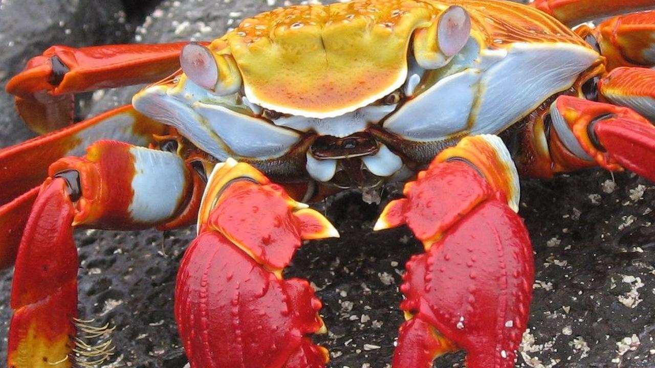 2. Sally Lightfoot Crab<br>