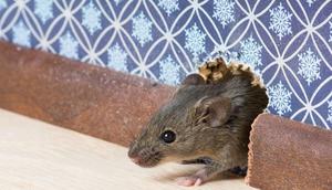 bahaya tikus di rumah bagi kesehatan. credits: pinterest