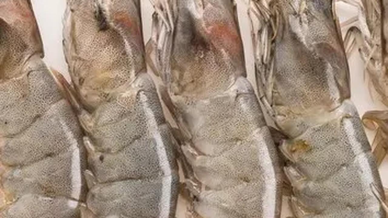 9. Prawn vs Shrimp: Ukuran dan Insang sebagai Penanda