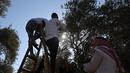 Relawan Palestina membantu petani memanen buah zaitun selama musim panen di sebuah ladang di lingkungan Shijaiyah dekat perbatasan dengan Israel, timur Kota Gaza (7/10/2021). (AFP/Mohammed Abed)