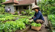 Cara Menanam Selada agar Tidak Pahit saat Dipanen, Tips agar Daun Renyah dan Manis