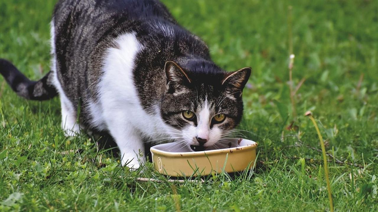 Manfaat Kuning Telur untuk Kucing