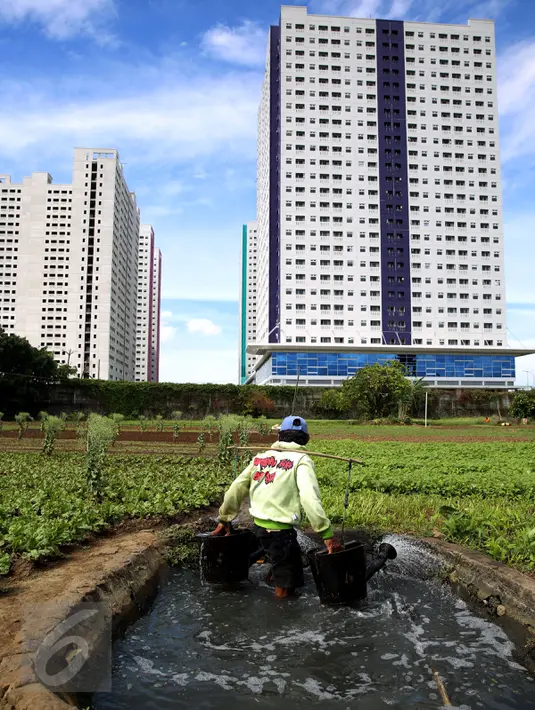 Petani mengambil air untuk menyiram sayuran di lahan pertanian di Jakarta, Selasa (23/12). Suku Dinas Pertanian dan Kehutanan Jakarta Utara mencatat 90 persen dari 528 hektare lahan pertanian dimiliki oleh perusahaan pengembang. (Liputan6.com/JohanTallo)