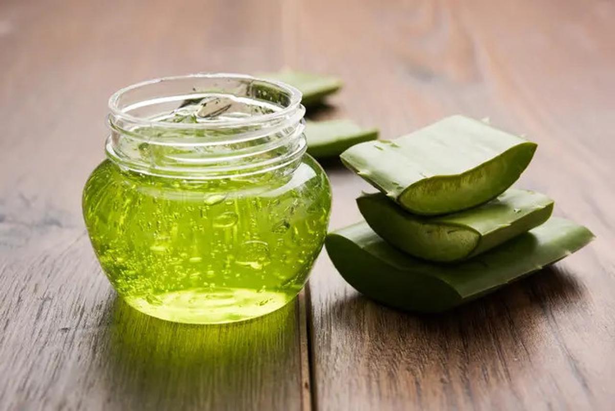 Efektivitas Lidah Buaya untuk Mengatasi Asam Urat dan Cara Penggunaannya