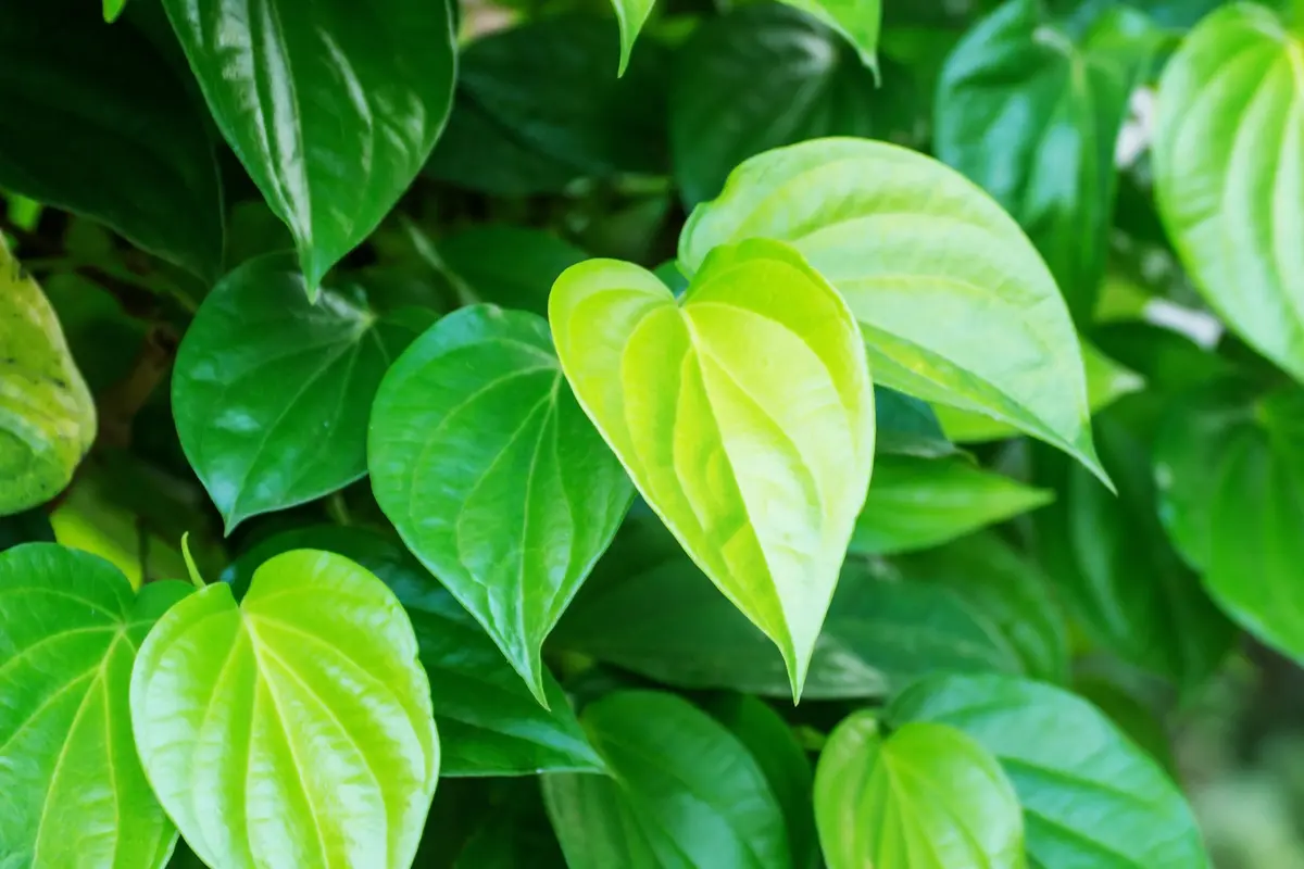 Daun sirih (iStock)