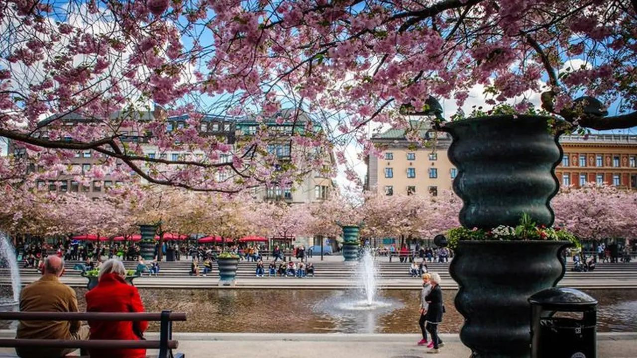 Tak Hanya Jepang, Potret Keindahan Bunga Sakura di 6 Negara Dunia Ini Bikin Takjub
