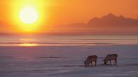 Kawasan bagian Arktik ini tidak memiliki rentang waktu malam hari saat musim panas (Sumber foto: mytrip.com)