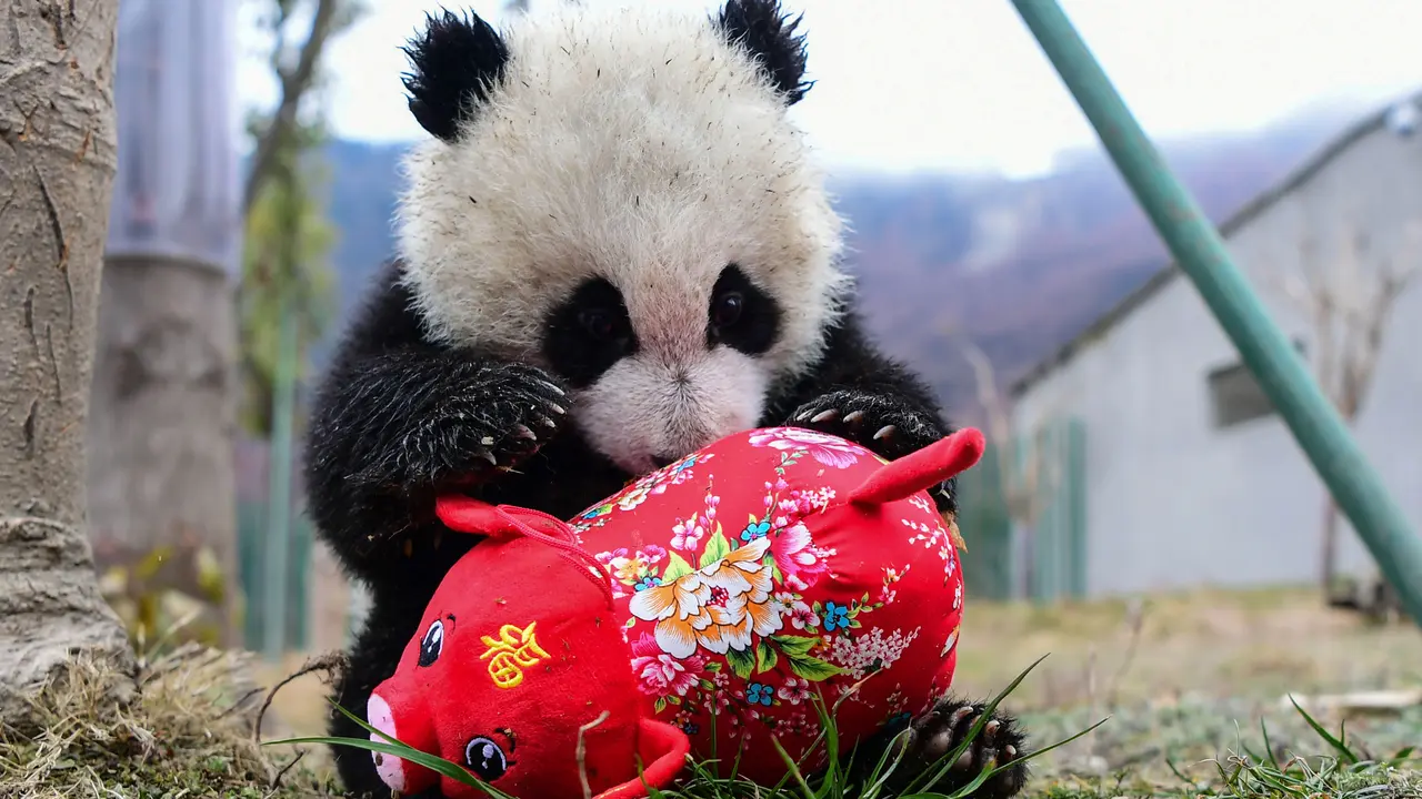 Panda Menyambut Tahun Baru Imlek