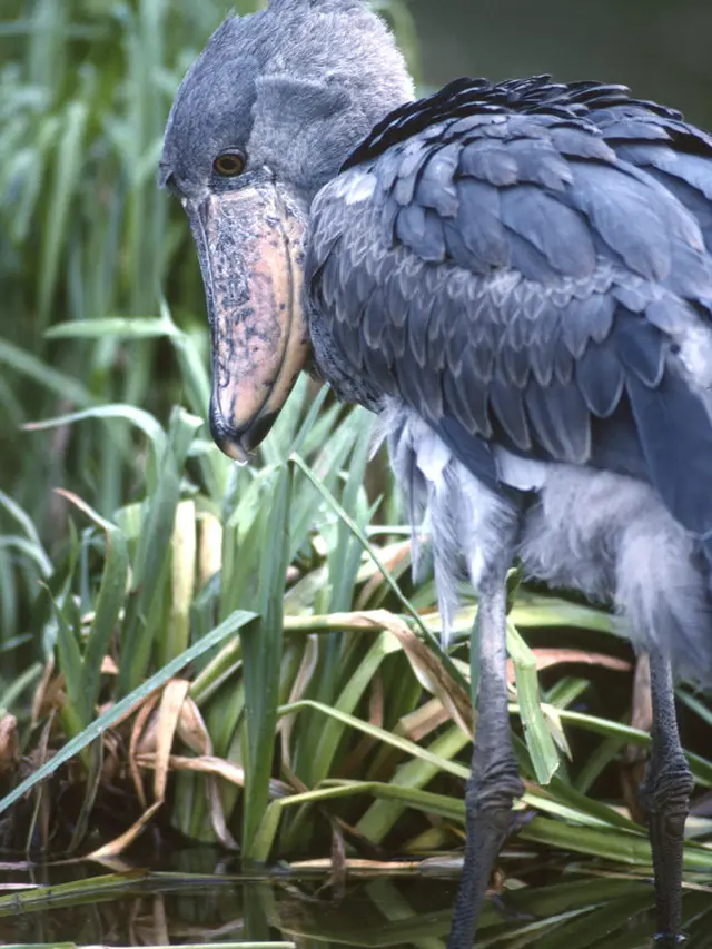 Fakta-Fakta Menarik tentang Shoebill