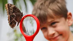 Seorang anak melihat kupu-kupu melalui kaca pembesar di Museum Sejarah Alam di London, Inggris (30/3). Ratusan kupu-kupu tropis dipamerkan dalam acara Sensasional Butterflies. (AP Photo / Frank Augstein)