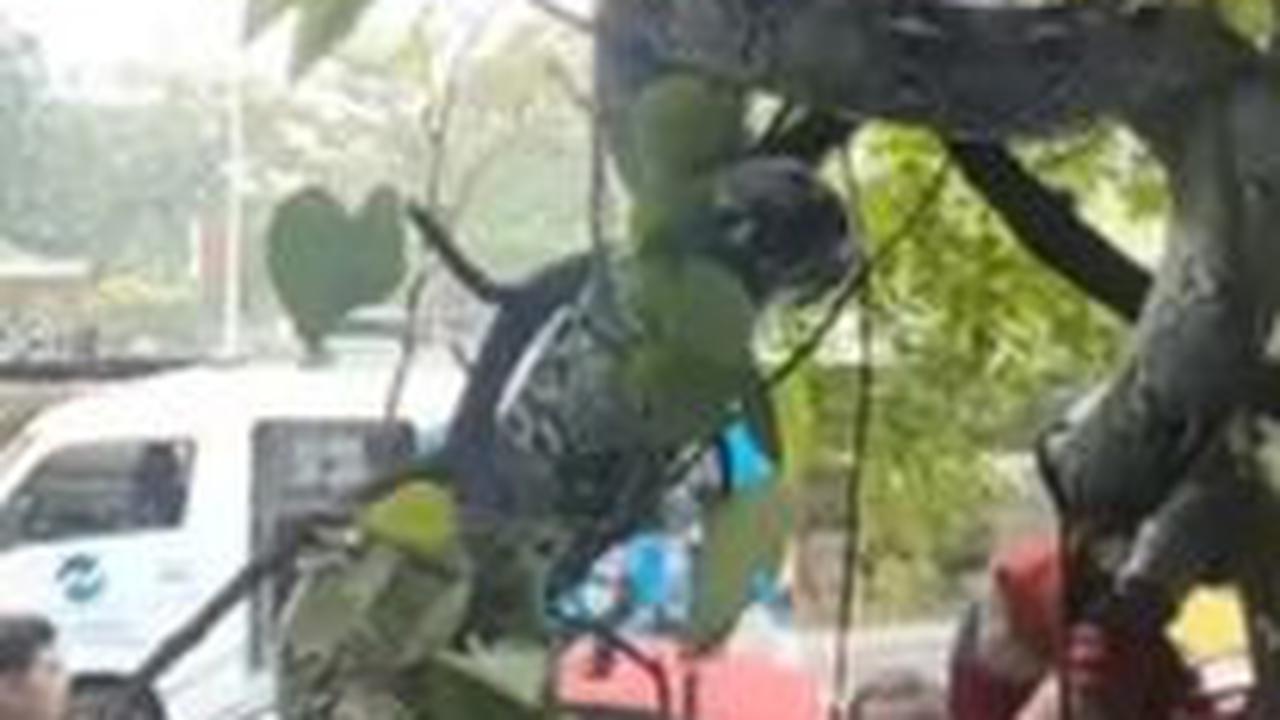 <i>"Ular jenis piton yang melilit pohon membuat geger pengguna jalan di Jalan Yos Sudarso Kav 33 Tanjung Priok. <br><br>Ular itu akhirnya bisa diamankan Damkar Tanjung Priok," tulis keterangan unggahan. </i>