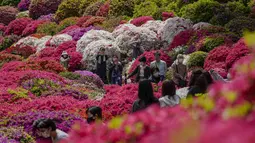 Pengunjung yang mengenakan masker berjalan melalui taman azalea di kuil Shinto, Tokyo pada 21 April 2022. Mereka ingin berfoto di tengah semarak semak ang bersemi cerah, dan berjalan santai di antara varietas azalea. (AP Photo/Kiichiro Sato)