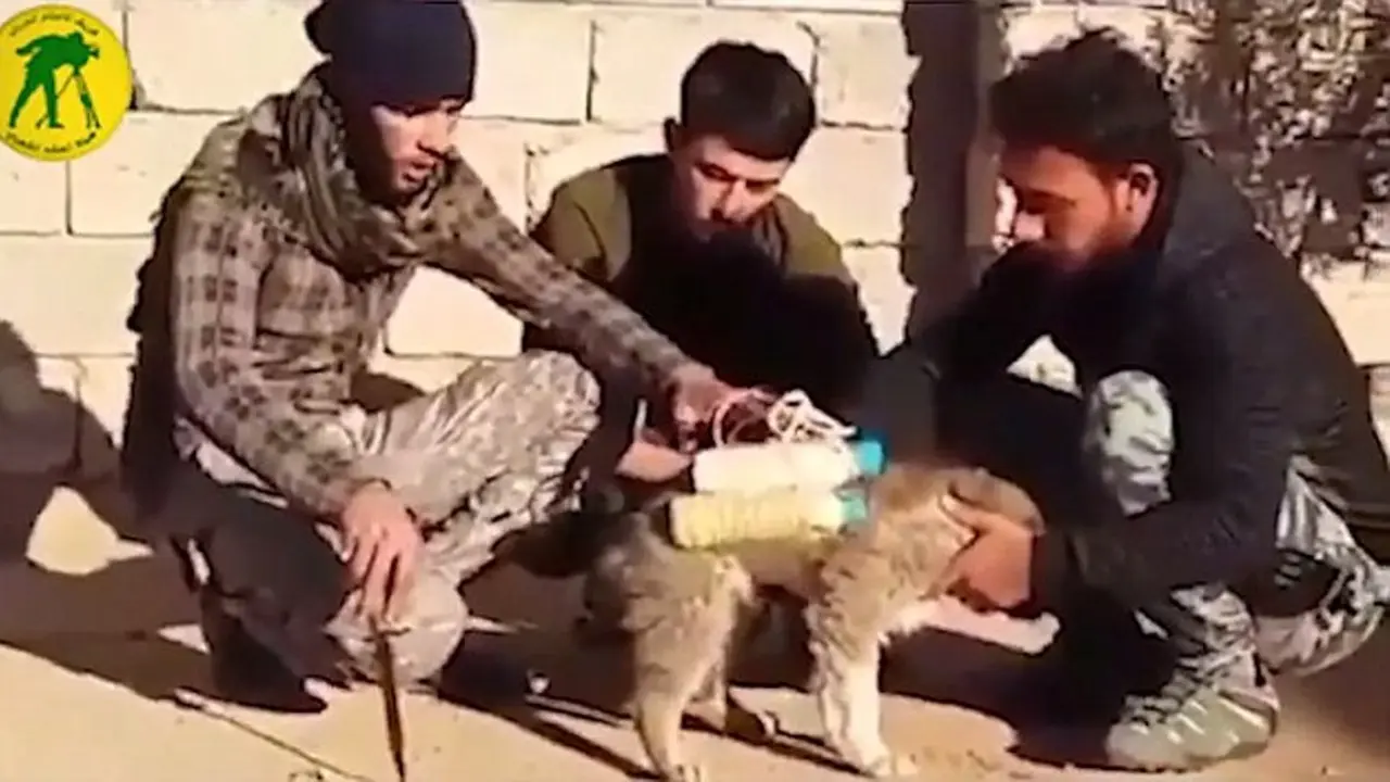 Bom anjing yang dikerahkan oleh ISIS di Irak. (Daily Mail)