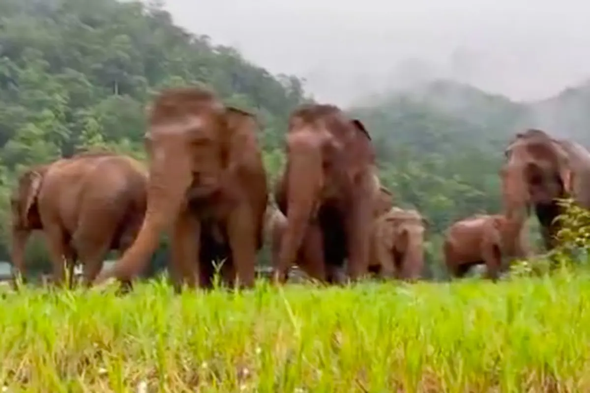 Kelompok Gajah Chana