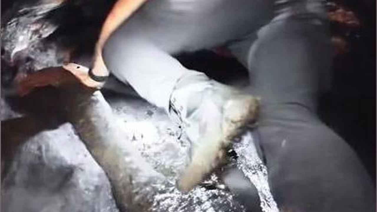 VIDEO Begini Penampakan Bagian Dalam Pohon Raksasa Berusia Ribuan Tahun