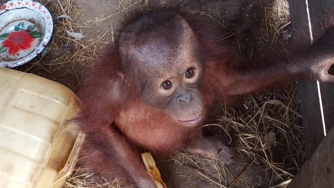 Berita Bayi Orangutan Hari Ini Kabar Terbaru Terkini Liputan6 Com