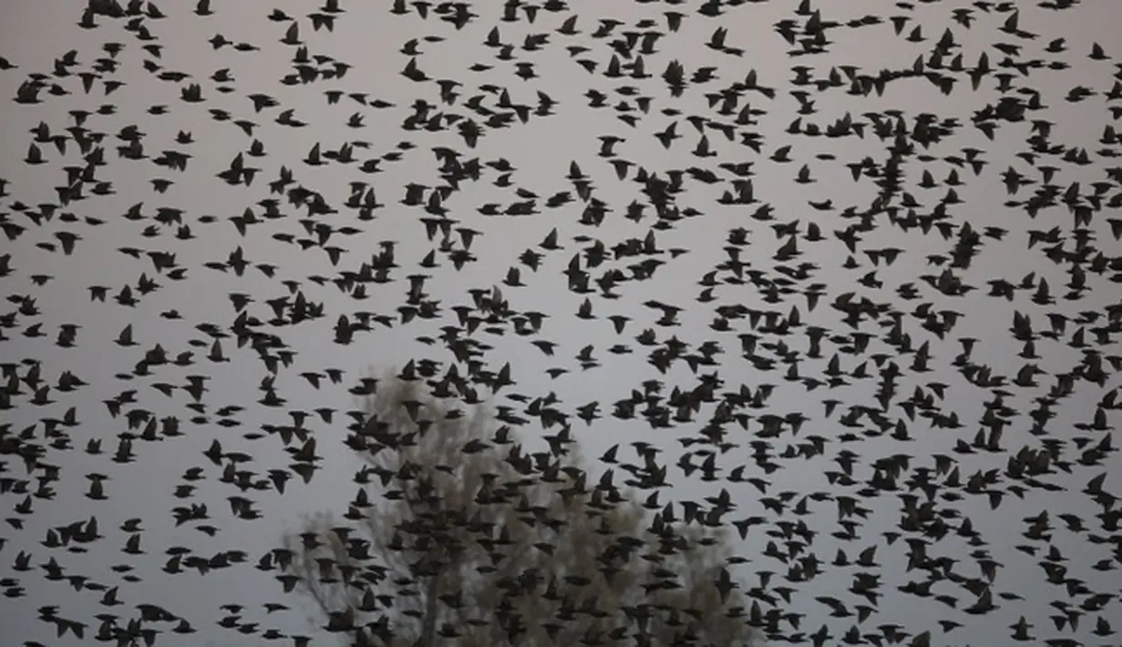 Fenomena migrasi ini disebut 'murmuration' yang berlangsung saat musim dingin, Padang Pasir Negev, Israel, Senin (2/2/2015). (AFP Photo/Menahem Kahana)