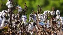 <p>Kapas terlihat di lahan seluas 140 hektare di Ellis County, dekat Waxahatchie, Texas, Senin (19/9/2022). Tahun ini, produksi nasional akan mencapai level terendah sejak 2015. (Andy JACOBSOHN/AFP)</p>