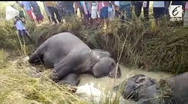 Sebanyak tujuh ekor gajah tewas setelah tersengat listrik saat sedang melintas di Odisha, India.