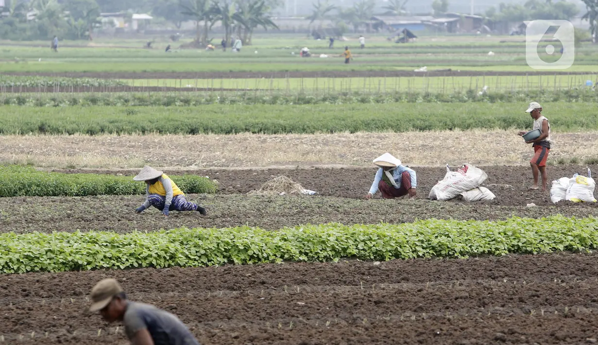 Petani memanen sayuran di Tangerang, Banten, Kamis (8/7/2021). Program Kredit Usaha Rakyat (KUR) sektor pertanian dirasakan manfaatnya oleh petani. (Liputan6.con/Angga Yuniar)